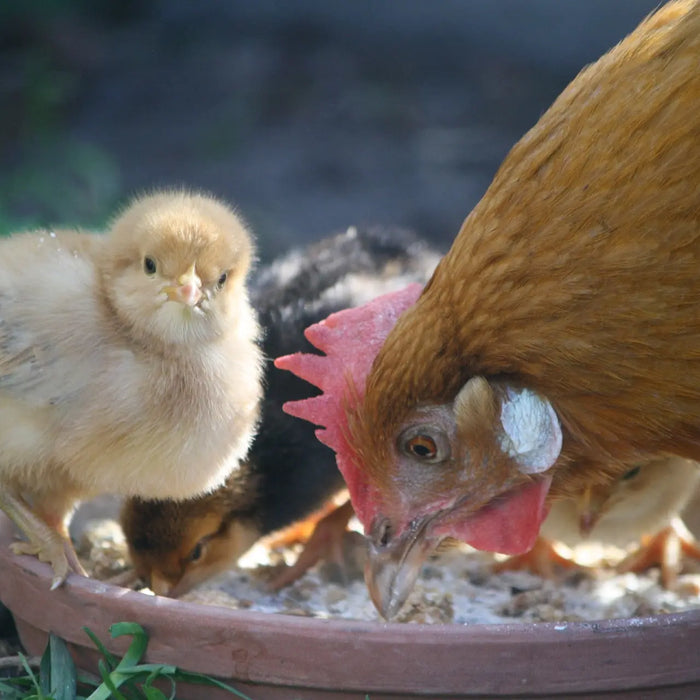 De voor- en nadelen van verschillende voerbakken voor kippen