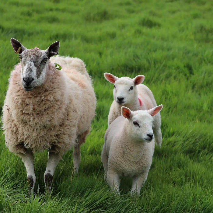 De voordelen van een schapennet als weide-afrastering
